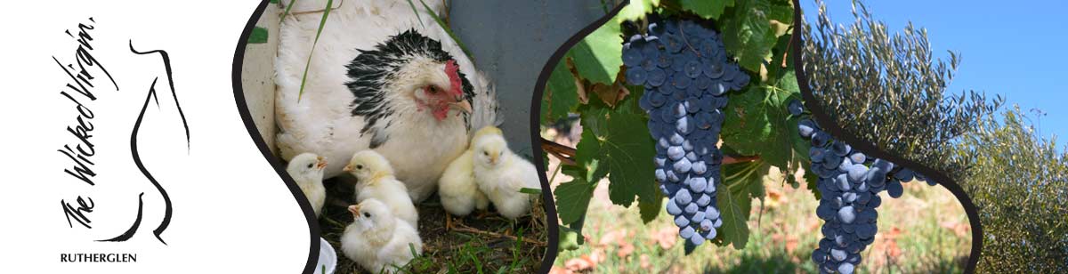 The Wicked Virgin & Calico Town Wimes Rutherglen Wine Region